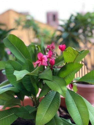 Bed & Breakfast Terrazze Di Montelusa