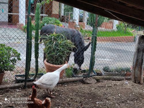Bed & Breakfast La Gallina Nel Castello