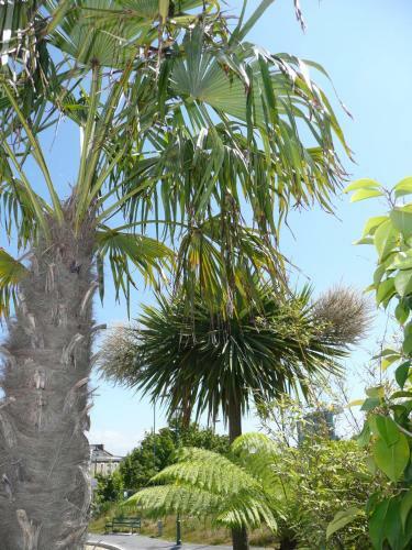 Hostal Blue Palms