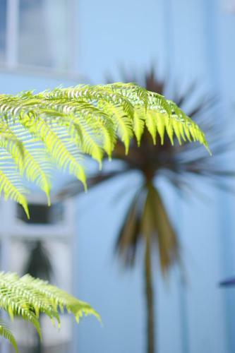 Hostal Blue Palms