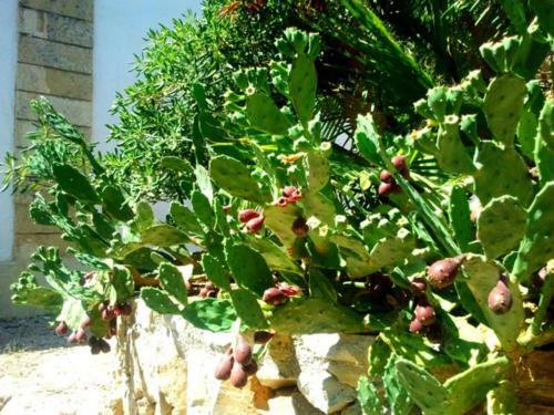Bed & Breakfast Masseria Isola Verde