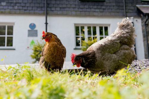 Albergue Yha Idwal Cottage