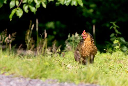 Albergue Yha Idwal Cottage