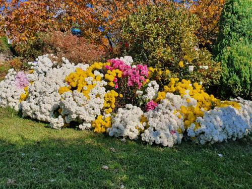 Apartamento Fiori E Frutti - Monolocale Roses