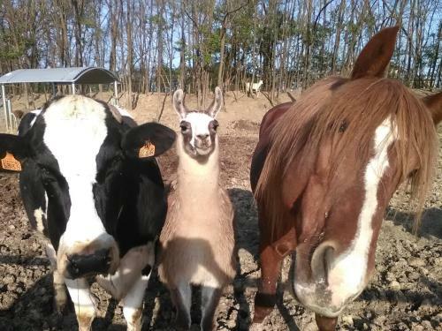 Agroturismo All'antica Ruggine