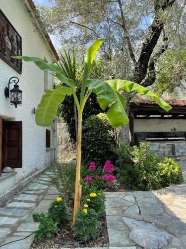 Villa Olive