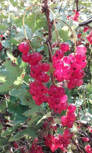 Lodge Historical Summerhouse