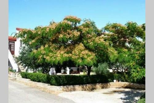 Apartamento Calimero