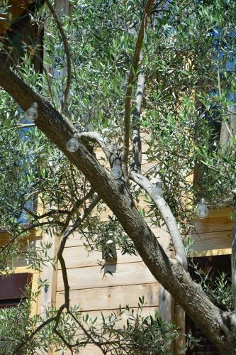 Apartamento Olea Cottage