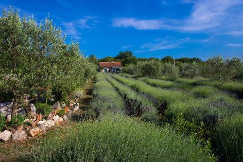 Officinalis - Family Vacation House