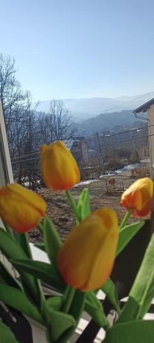 Apartman Helena - Verona Hill Vrnja?ka Banja