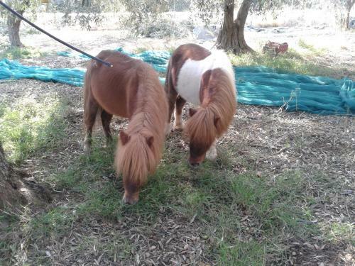 Villa Faidra's Farm