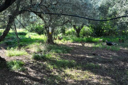 Villa Faidra's Farm