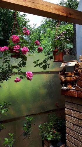 Hostal Casa Visescu