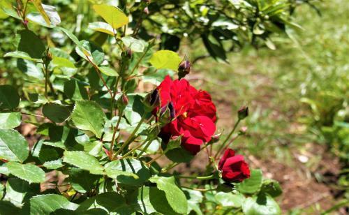 Karla's Holiday Home