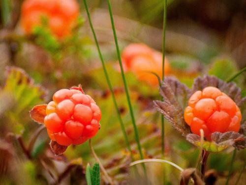 Holiday Home Altersbruk