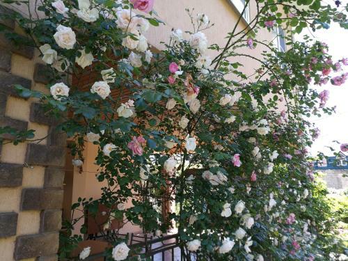 Hostal Guest House Villa Roza