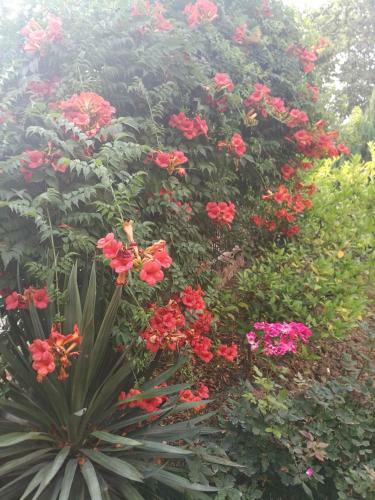 Hostal Guest House Villa Roza