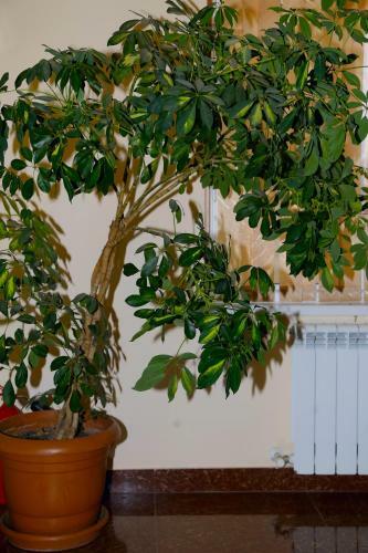 Posada Gagra-lazurnaya