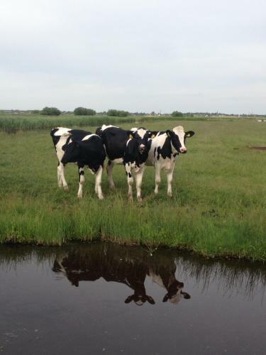 Bed & Breakfast Villa Waterland