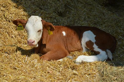 Agroturismo Tourist Farm Mulej