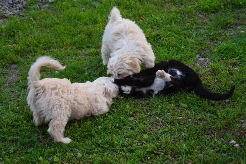 Hostal Casa Traditionala Breb