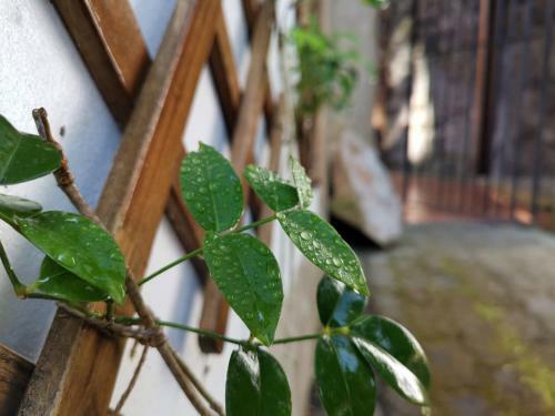O Ref�gio - Espa�o Natural, Amplo E Privado