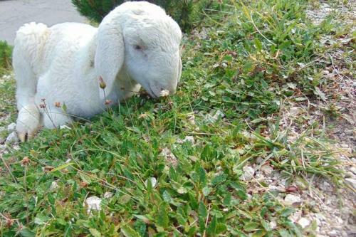 Hi?a Pri Koritu - Apartma Matajur