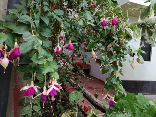 Bed & Breakfast Shumak Alpamayo Hostal Huaraz