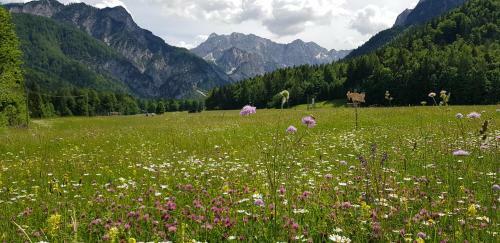 Yellow Apartma Kranjska Gora