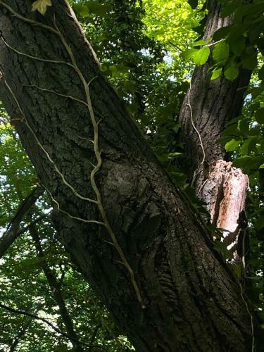 Apartamento ?umska Idila Rakovac