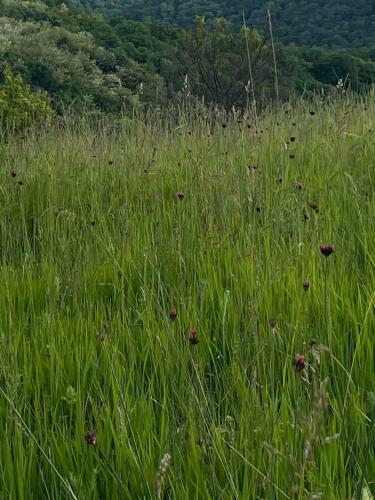 Apartamento ?umska Idila Rakovac