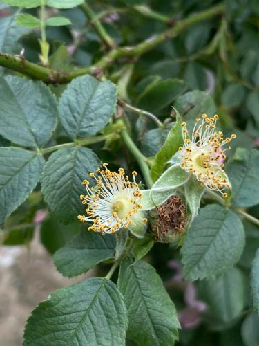 Apartamento ?umska Idila Rakovac