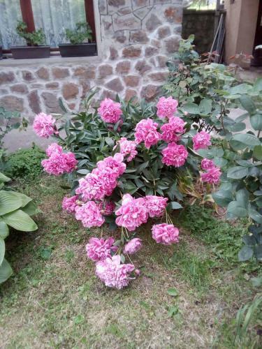 Apartamento ?umska Idila Rakovac