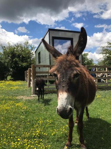 Buzzoffski Cabins _mirka_