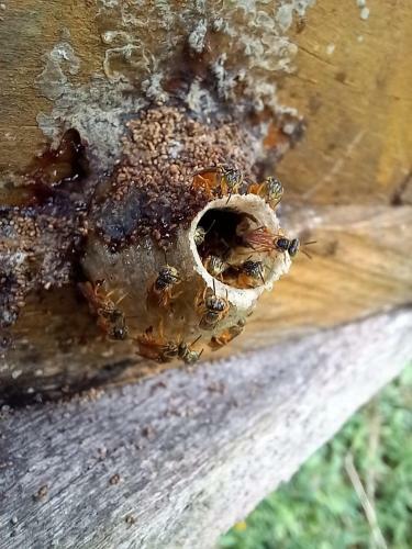 Granja Del Cafe Hotel Y Centro De Convenciones