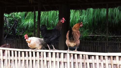 Kalimpong Village Retreat