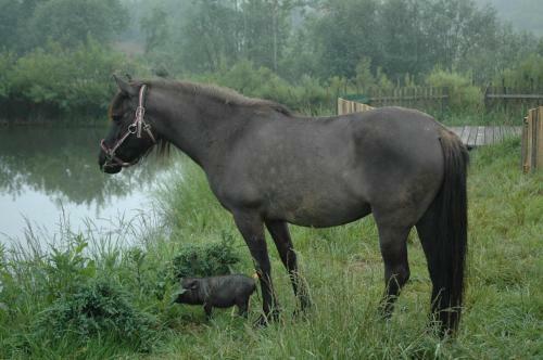 Agroturismo Wodne Ogrody