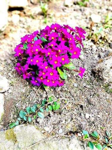 Apartamento Willa G�ralka