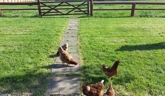Bed & Breakfast Thorpe Thewles Lodge