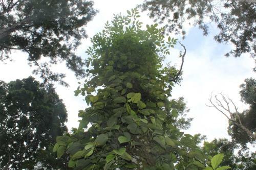 Whistling Woods Farm Stay