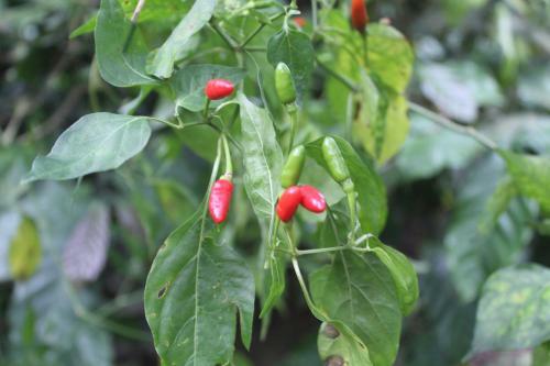 Whistling Woods Farm Stay