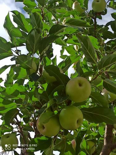 Hostal Rock Castle Residency