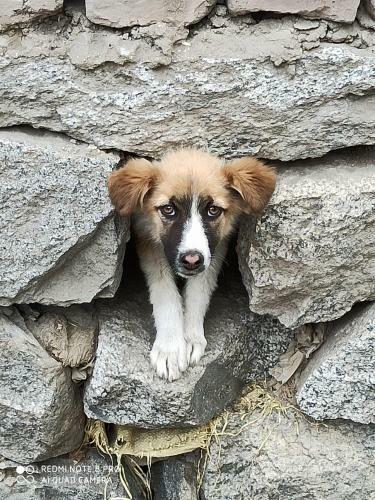 Hostal Rock Castle Residency