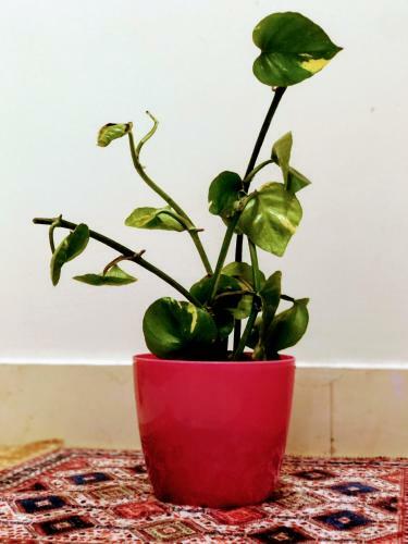 Apartamento Adorable 2bhk In The Downtown Close To Everything