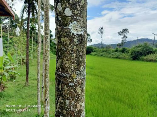 Coorg Homes Estate Stay