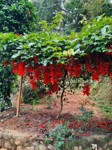 Rosegardens Eco Friendly Homestay,munnar