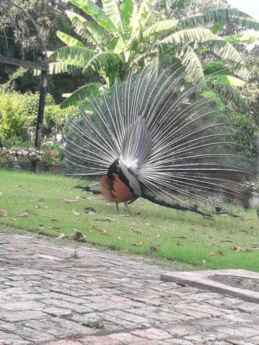 Agroturismo Mango Grove Farm