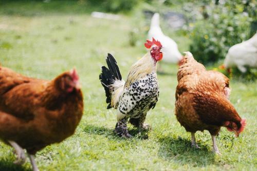 Hostal Broncoed Uchaf Country Guest House