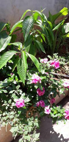 Spice Cottage Homestay